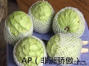 AP޽.jpg