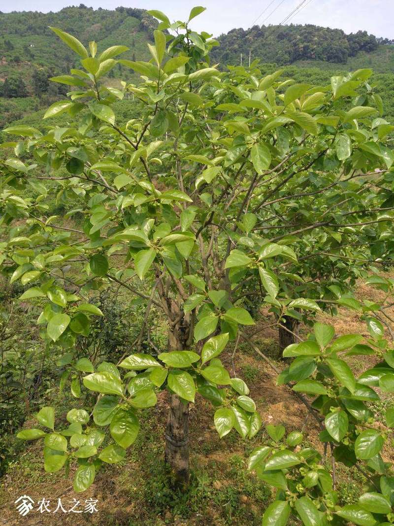 223513h2vxz2xcbouxu2ll.jpg