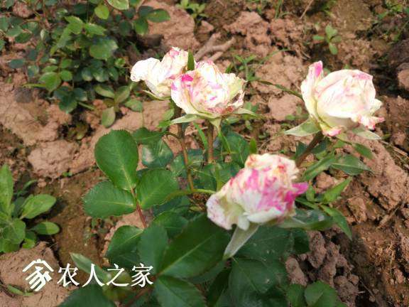 215213r5jjbqj214jt0rjr.jpg