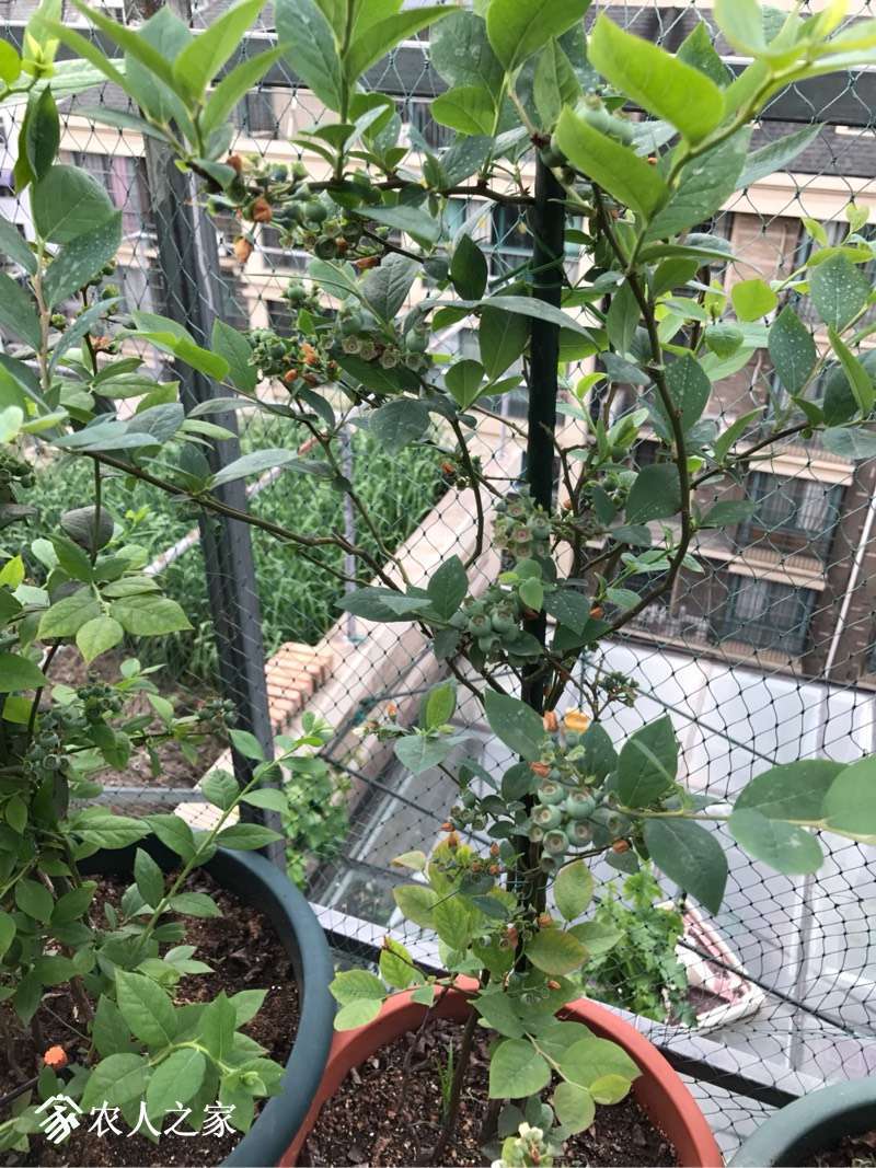 175006l84dza4d984u88i8.jpg