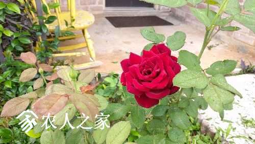 IMG_20170417_094052.jpg
