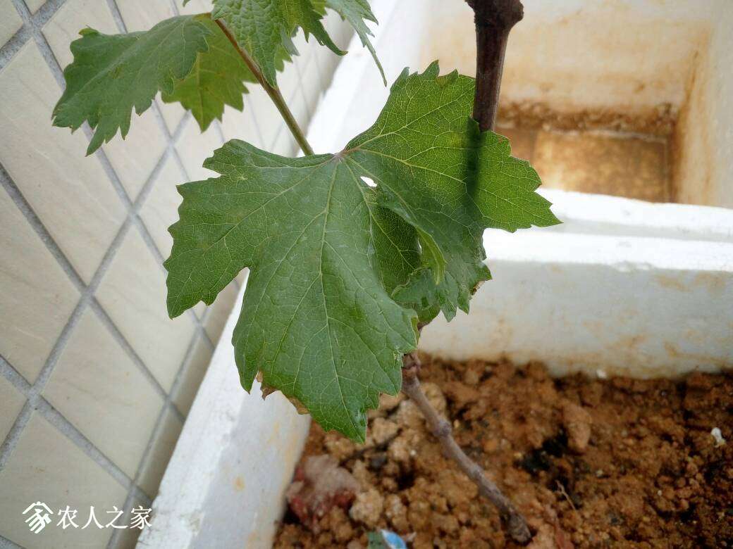 134039jn7ou3lsesla1lvv.jpg