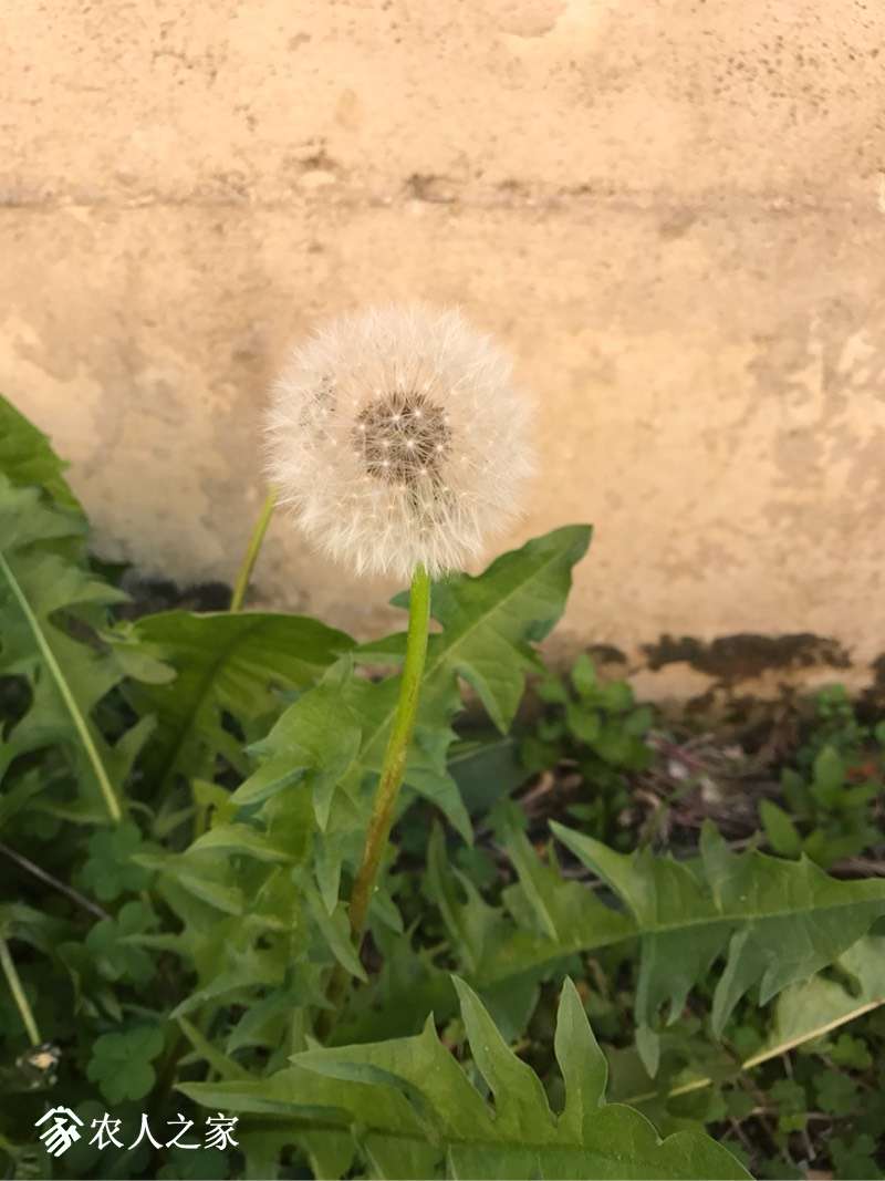 061633vdqd2dfh1952mttd.jpg