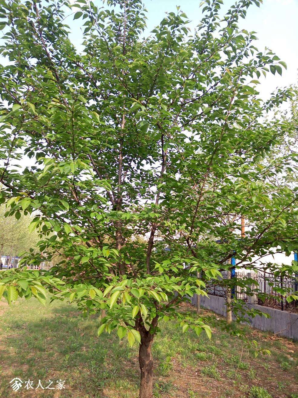 162023x21mtcckc3btttbn.jpg