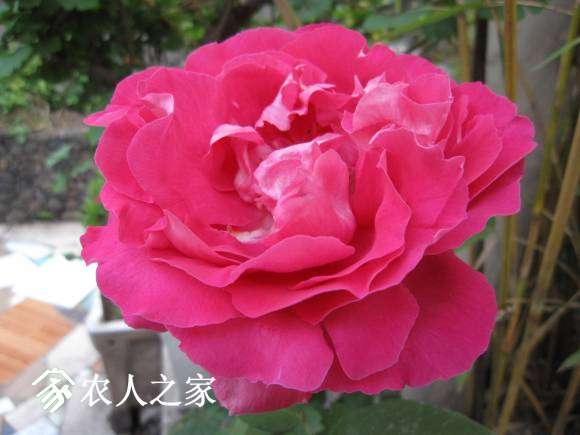 2015-4- 008.jpg