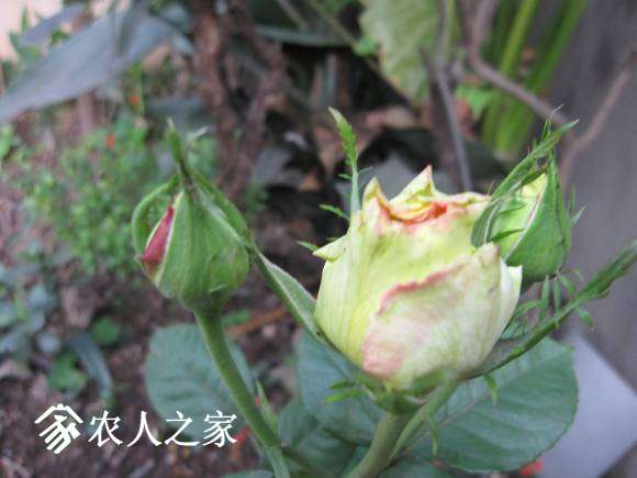2015-4- 009.jpg