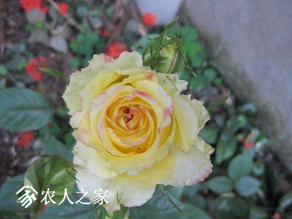 2015-4- 034.jpg