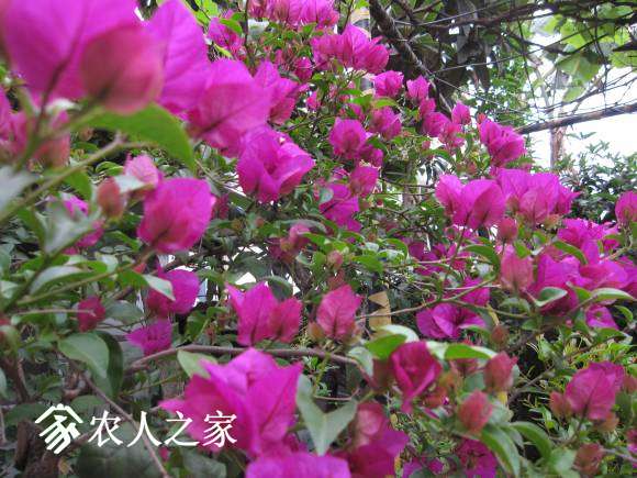 2015-4- 056.jpg
