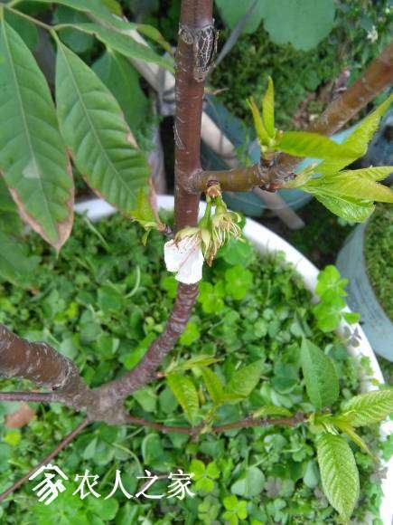 IMG_20170421_122848.jpg