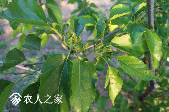 2017.4.22ɣһ (10).JPG