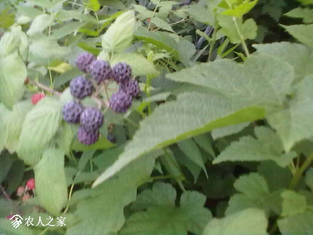 201821bx8me966f33e633e.jpg