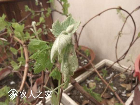 IMG_20170402_183131.jpg