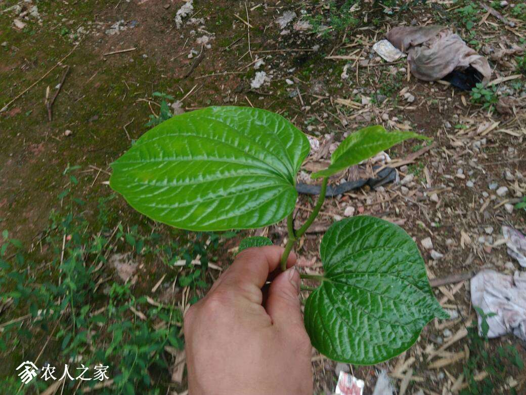 163134tt0thzcunp117kk1.jpg