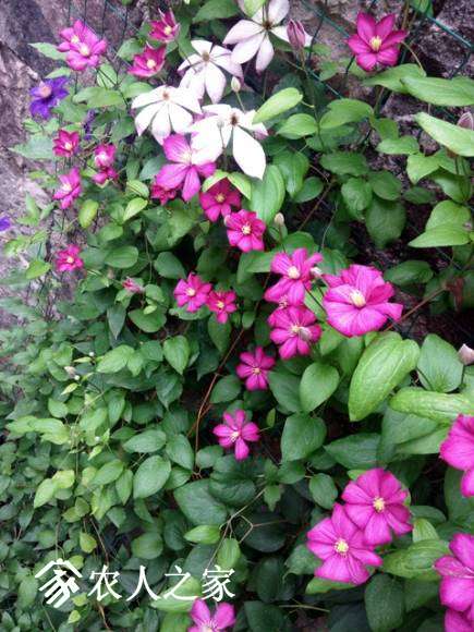 �������ﰺ