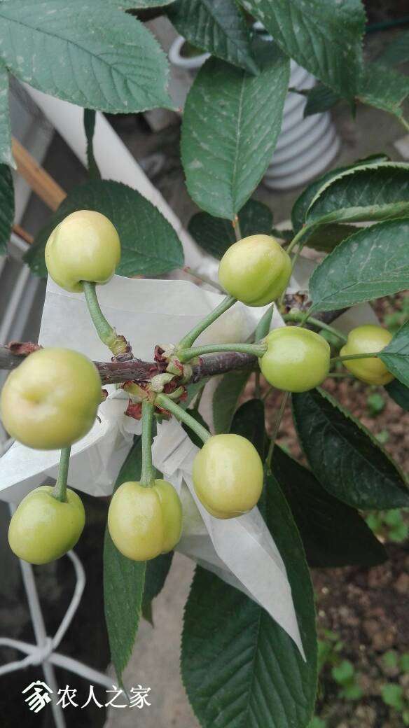 083052vxhc12fyiybujzzy.jpg