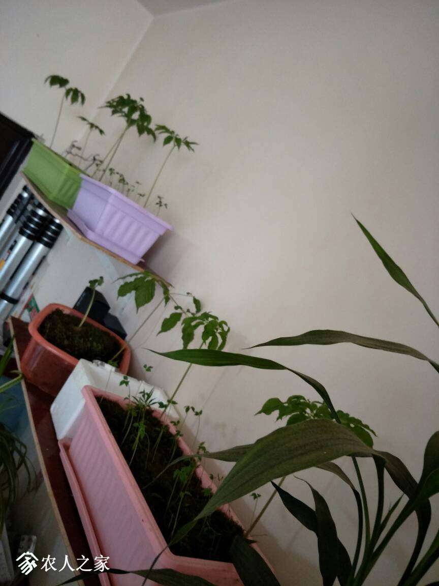 164513xooidmoaij74zebj.jpg