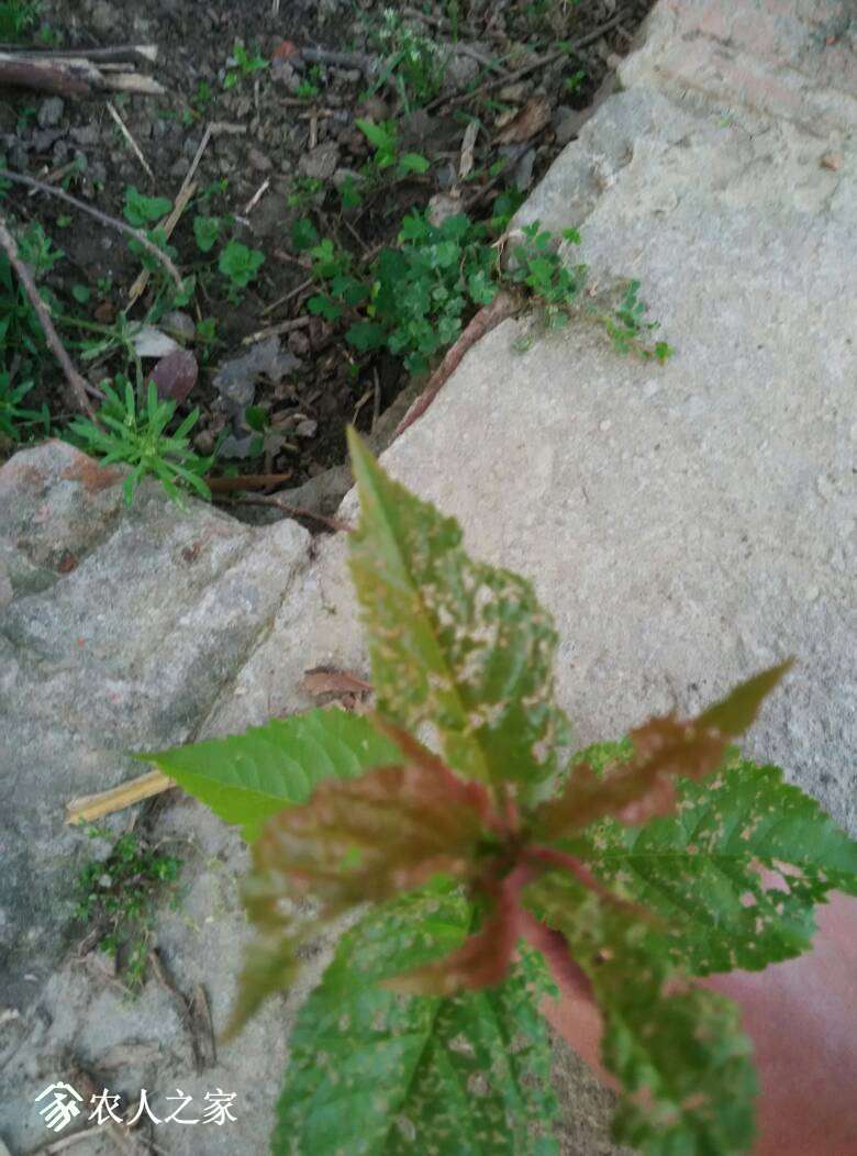 083511t8yow1gw8j4jj17w.jpg