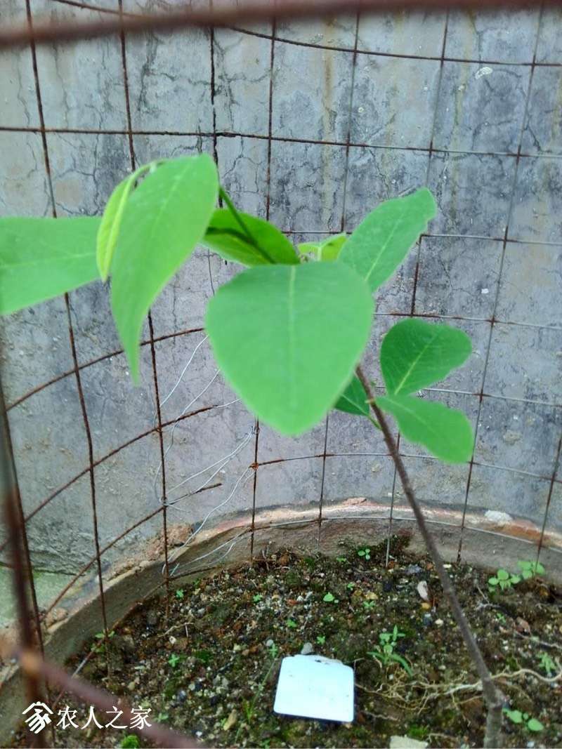 某宝买的番荔枝苗