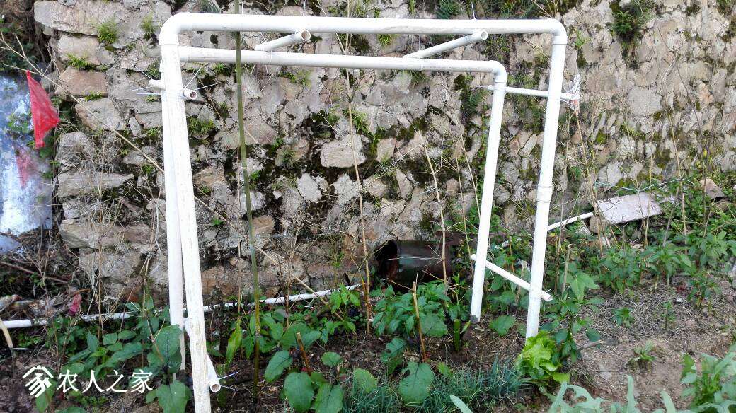 今天给火龙果搭了个架子