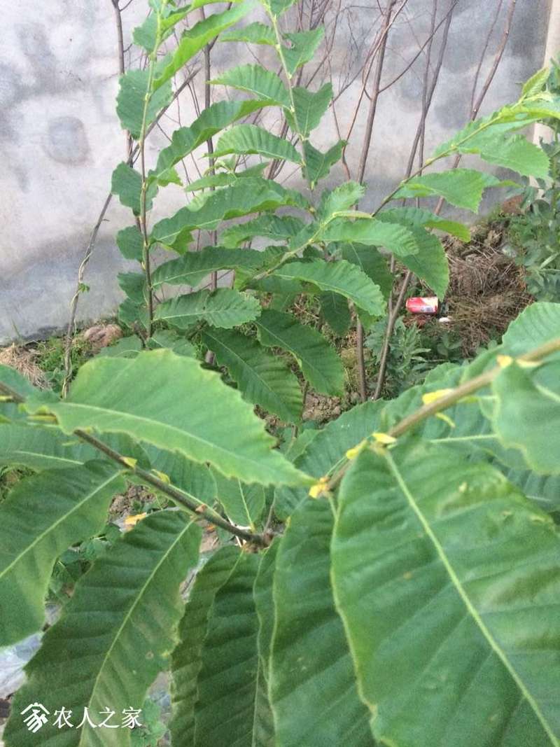 这棵板栗树叶子能看出嫁接过吗