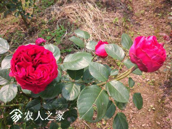 105045t4xyw8u8wg68qyhm.jpg