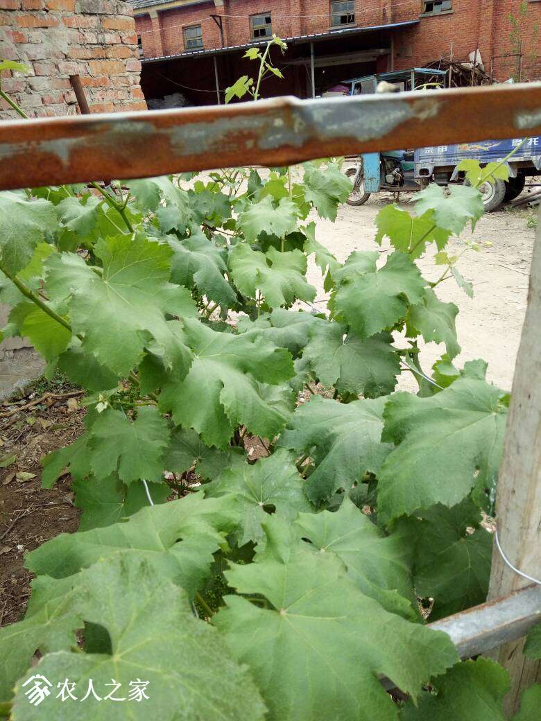 150907mpqetr9zetrzahc4.jpg