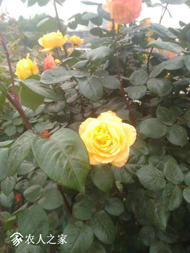 213523p7cmnp3rmb1cpbh7.jpg