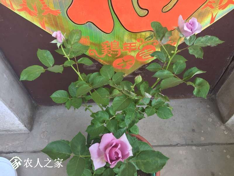 114244rxivy425dy92yvbw.jpg