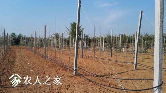 �¶�ֲ�Ļ�ʥ�����������֦չҶ