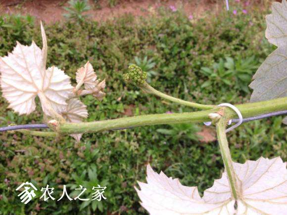 IMG_1619_С.JPG