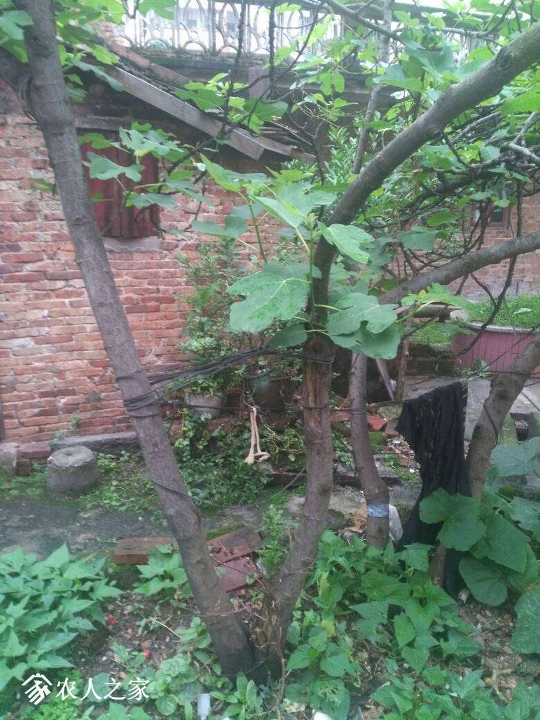 090017osssohzsev1chves.jpg
