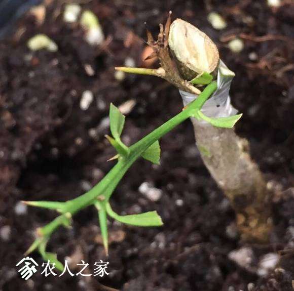 image_1493981796.661956.jpg