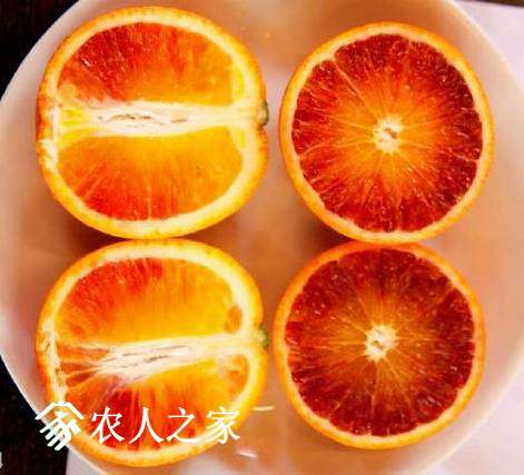 国内最新三年柑橘品种