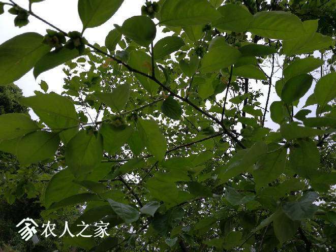 190141se2uvp1y12o7v95o.jpg
