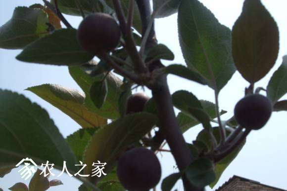 ˹ 018.jpg