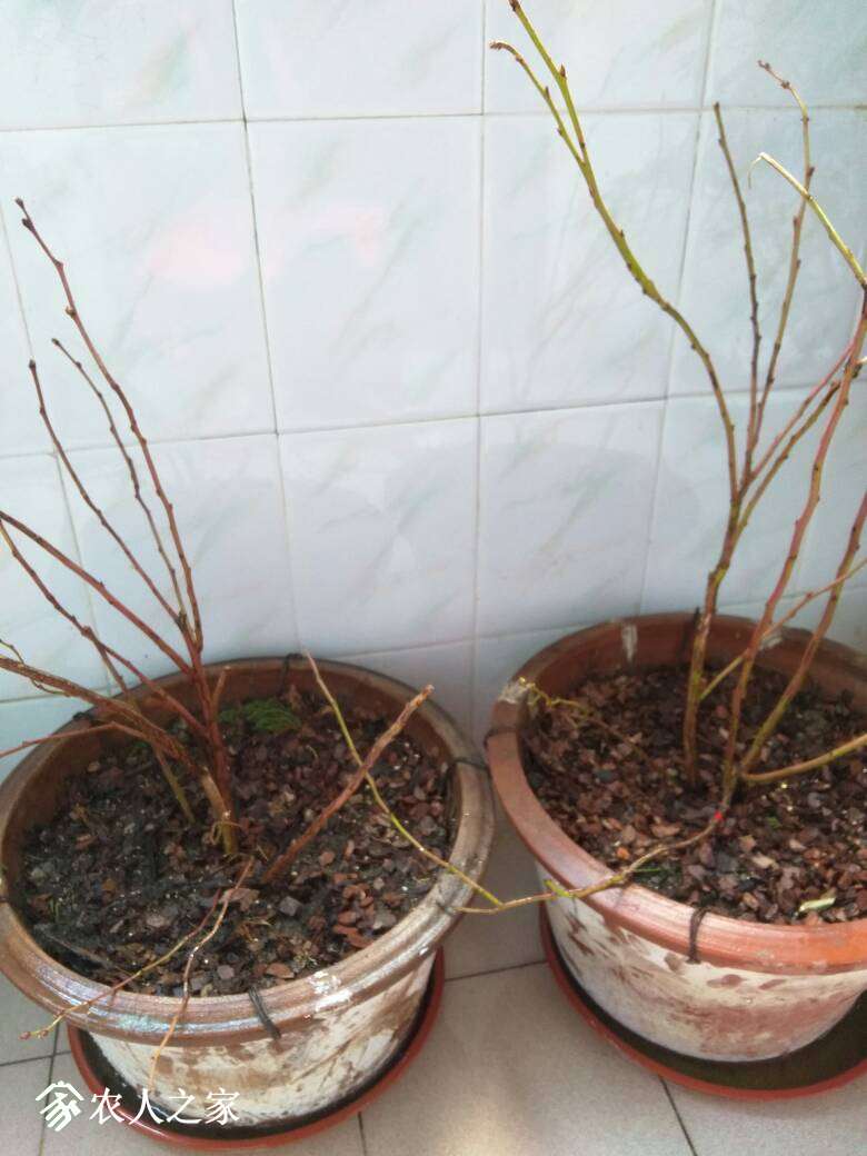 150506bttto42w2omz498i.jpg