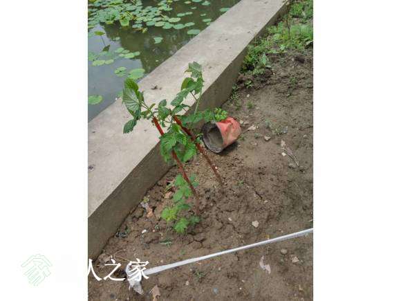 ݮ1.jpg