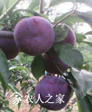 182911f2p33t45plpfmcsl.jpg