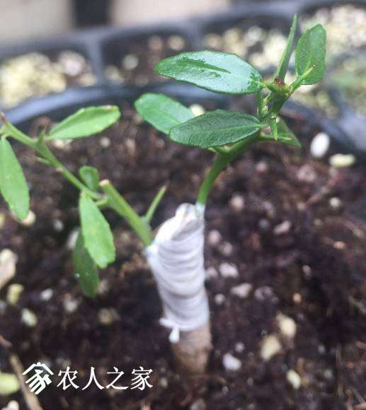 image_1494501916.703608.jpg