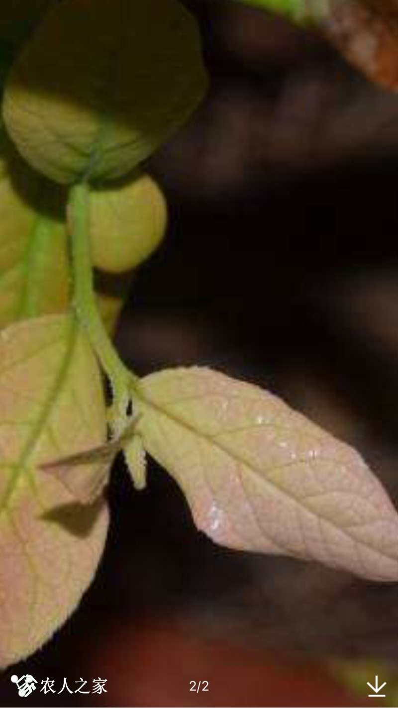 200107vtkkkq1hdchlpk1p.jpg