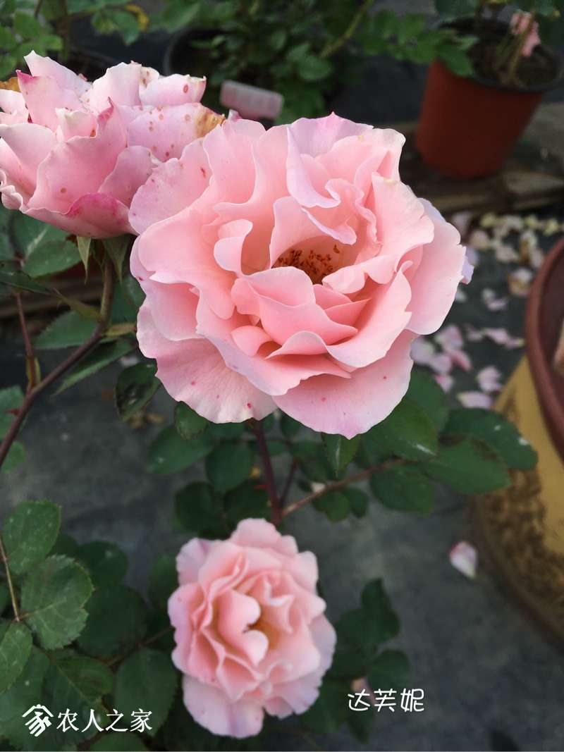 235016gdnq080ppotsi7ci.jpg