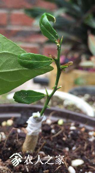 image_1494588322.652814.jpg