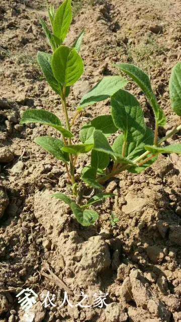 145319ep8ded3sd8i41rut.jpg