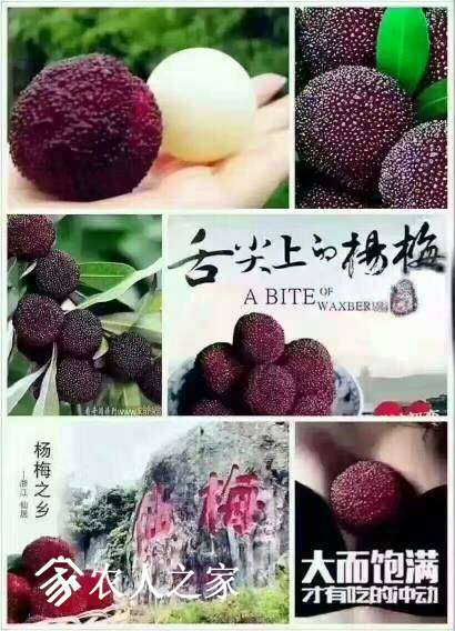 003834dbl24bglb980l52a.jpg