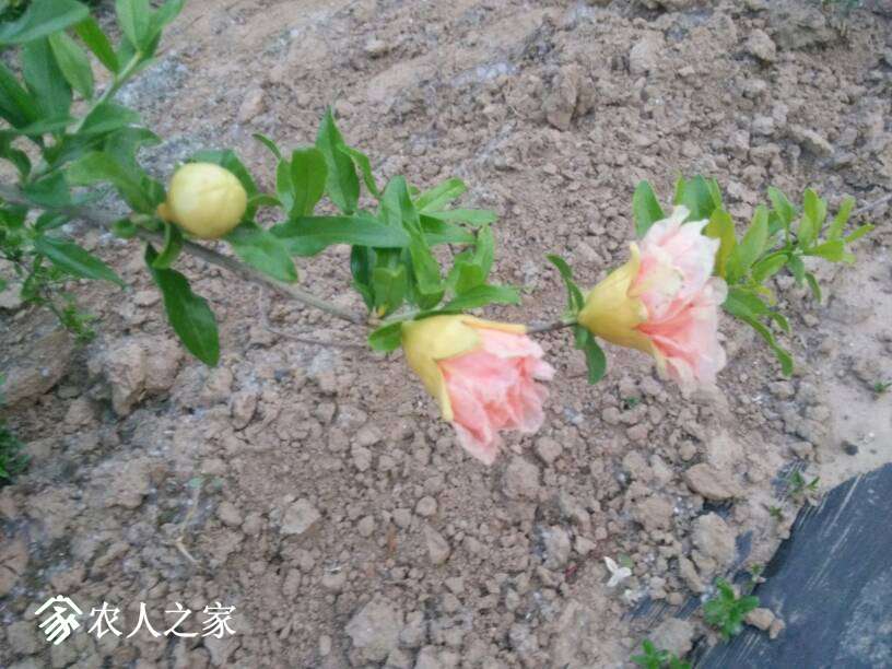 173029oo4917zev89vn98u.jpg