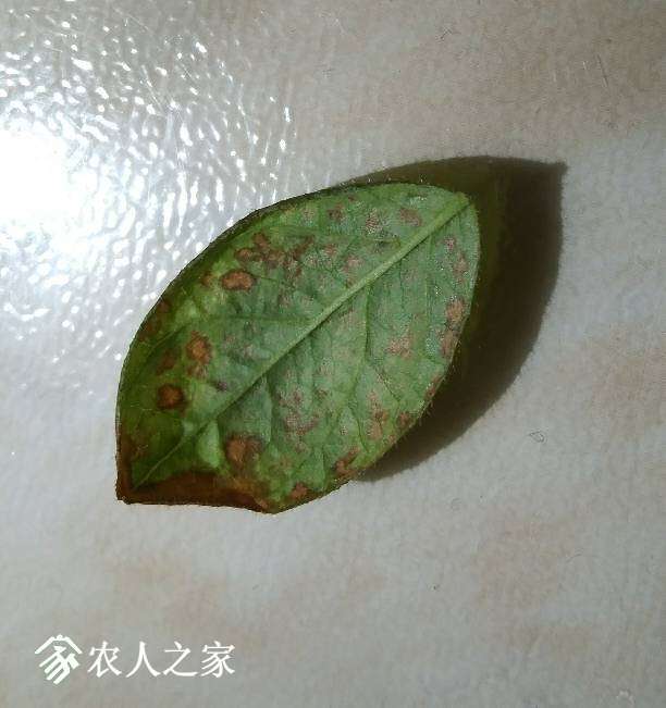 210102jj67rczwmwyycvmr.JPG