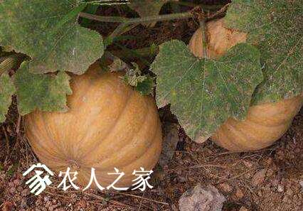 ϹϹƤľ˨ʩʼҪ.jpg