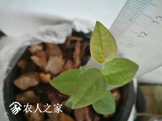 044926rnoh5oc1vcatjo11.jpg