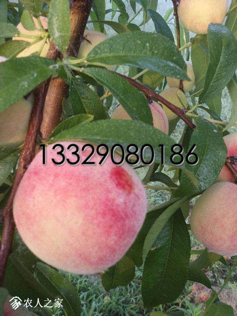 061053bomeeb77mdkb7j7d.JPG
