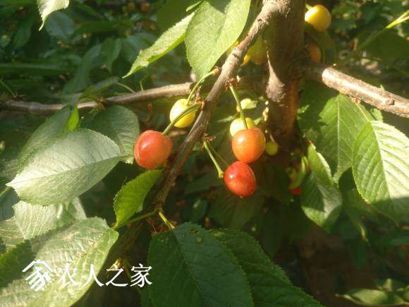 084915iv4x1vn6lnv6j4es.jpg